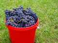 A bucket full of red grapes is standing on the lawn. Royalty Free Stock Photo