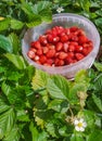 A bucket full of red wild strawberries in a field of strawberries