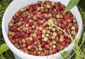 Bucket full of ripe wild strawberries close up