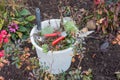 Bucket with garden tools and garden waste Royalty Free Stock Photo