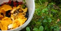 Bucket with gathered mushrooms and berries. Chanterelles, blueberries and wild berries. Gathering. Royalty Free Stock Photo