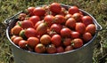 The tomato is harvested in the bucket