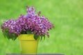 Bucket of lilacs