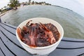 Bucket of Lionfish Caught in Caribbean