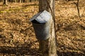 Bucket on Maple Tree Collecting Sap - 2 Royalty Free Stock Photo