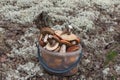 Bucket full of mushrooms. Siberia, Russia