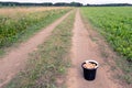 Bucket of mushrooms is on the road, on the horizon forest