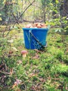 Bucket of mushrooms