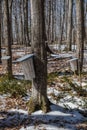 Multiple buckets placed on Maple trees to collect sap to produce Maple Syrup Royalty Free Stock Photo