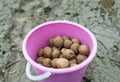 Bucket with potatoes on the background of plowed field. Best grade for future harvest.