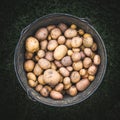 Bucket of potatoes top view