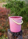 Bucket with red cranberries in the Karelian forest, Russia