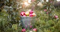 Bucket with ripe apples in sunset garden