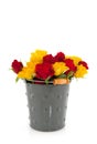 Bucket with roses