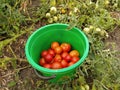 Bucket with tomatoes on a background of tomato bushes