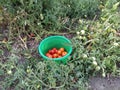 Bucket with tomatoes on a background of tomato bushes