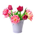 Bucket with tulips isolated on white Royalty Free Stock Photo