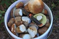 A bucket of white mushrooms