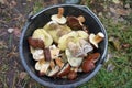 A bucket of white mushrooms, recruited in the autumn forest.