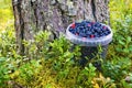 Bucket with wild berries bilberry