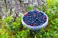 Bucket with wild berries bilberry