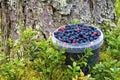 Bucket with wild berries bilberry