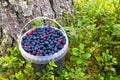 Bucket with wild berries bilberry