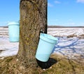 Buckets collecting sap hanging from trunk of Maple tree