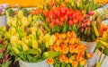 Buckets of Fresh Cut Tulips Royalty Free Stock Photo