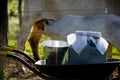 Buckets of fresh milk in wheelbarrow Royalty Free Stock Photo