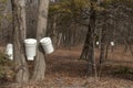 Buckets hung on New England sugar maple trees in spring