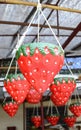 Buckets strawberry shape , strawberry pots Royalty Free Stock Photo