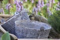 Buckets in a Wheel Barrow Royalty Free Stock Photo
