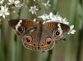 Buckeye butterfly