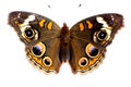 Buckeye Butterfly