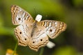 Buckeye butterfly