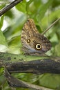 Buckeye butterfly