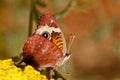 Buckeye Butterfly