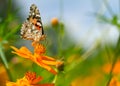 Buckeye Butterfly in a colorful field of flowers.