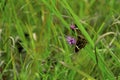 Buckeye Butterfly 23634