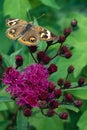 Buckeye Butterfly on Ironweed Flower Royalty Free Stock Photo