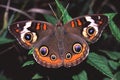 Buckeye Butterfly (Junonia coenia)