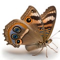 Buckeye butterfly Junonia coenia. Beautiful Butterfly in Wildlife. Isolate on white background