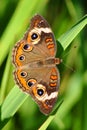 Buckeye Butterfly (Junonia coenia) Royalty Free Stock Photo