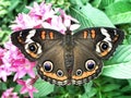 Buckeye Butterfly on a Pentas Plant Royalty Free Stock Photo