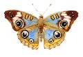 Buckeye Butterfly Watercolor Hand Drawn