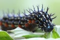 Buckeye Caterpillar Royalty Free Stock Photo