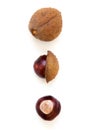 Buckeye Chestnut. Fresh conkers isolated on white background with copy space