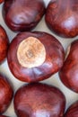 Buckeye Chestnut. Fresh conkers. Top View formation Royalty Free Stock Photo