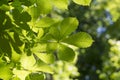 Buckeye or horse chestnut green leaves